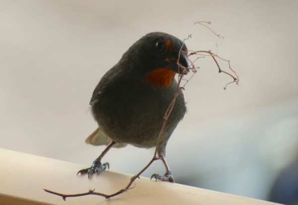 red_breasted_grosbeak
